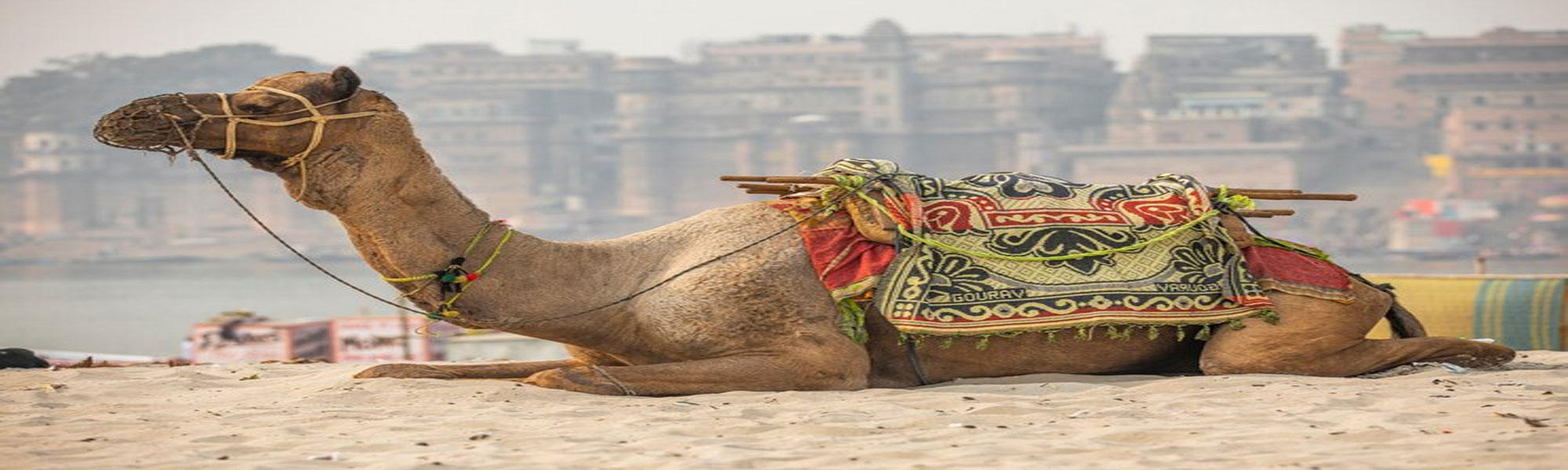 Fort and Palaces Tours in India with Camel Safari Tours in India  