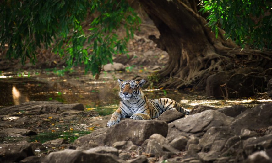 Fort and Palaces Tours in India with Wildlife Tours in Rajasthan