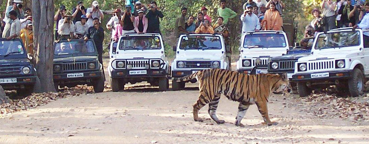 Honeymoon Tours in India with Jammu and Kashmir Tours in India and Wildlife Tours in Rajasthan
