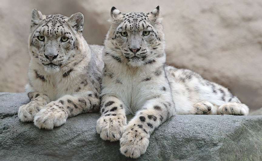 Spiritual Tours in India with Wildlife Tours in India