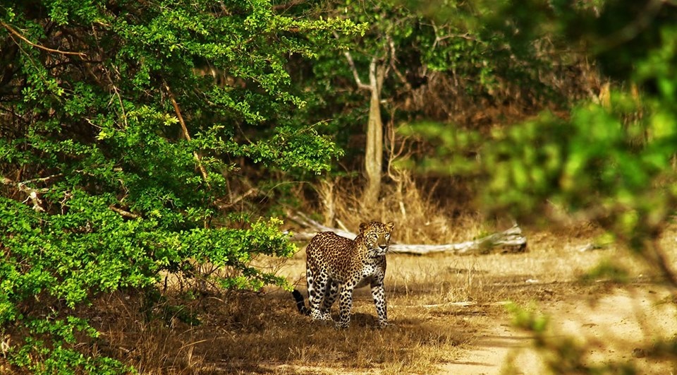 Fort and Palaces Tours in Rajasthan with Wildlife Tours in India